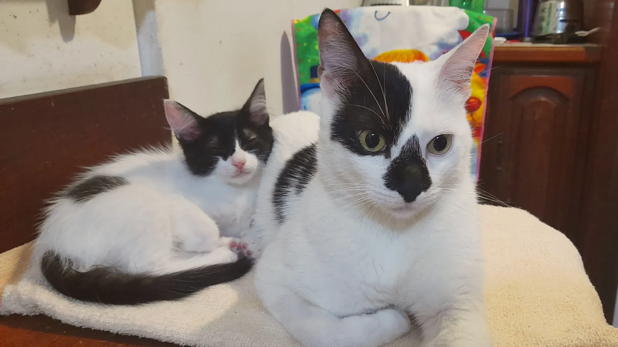 Remy y sus manchas únicas | Remy and his unique spots 