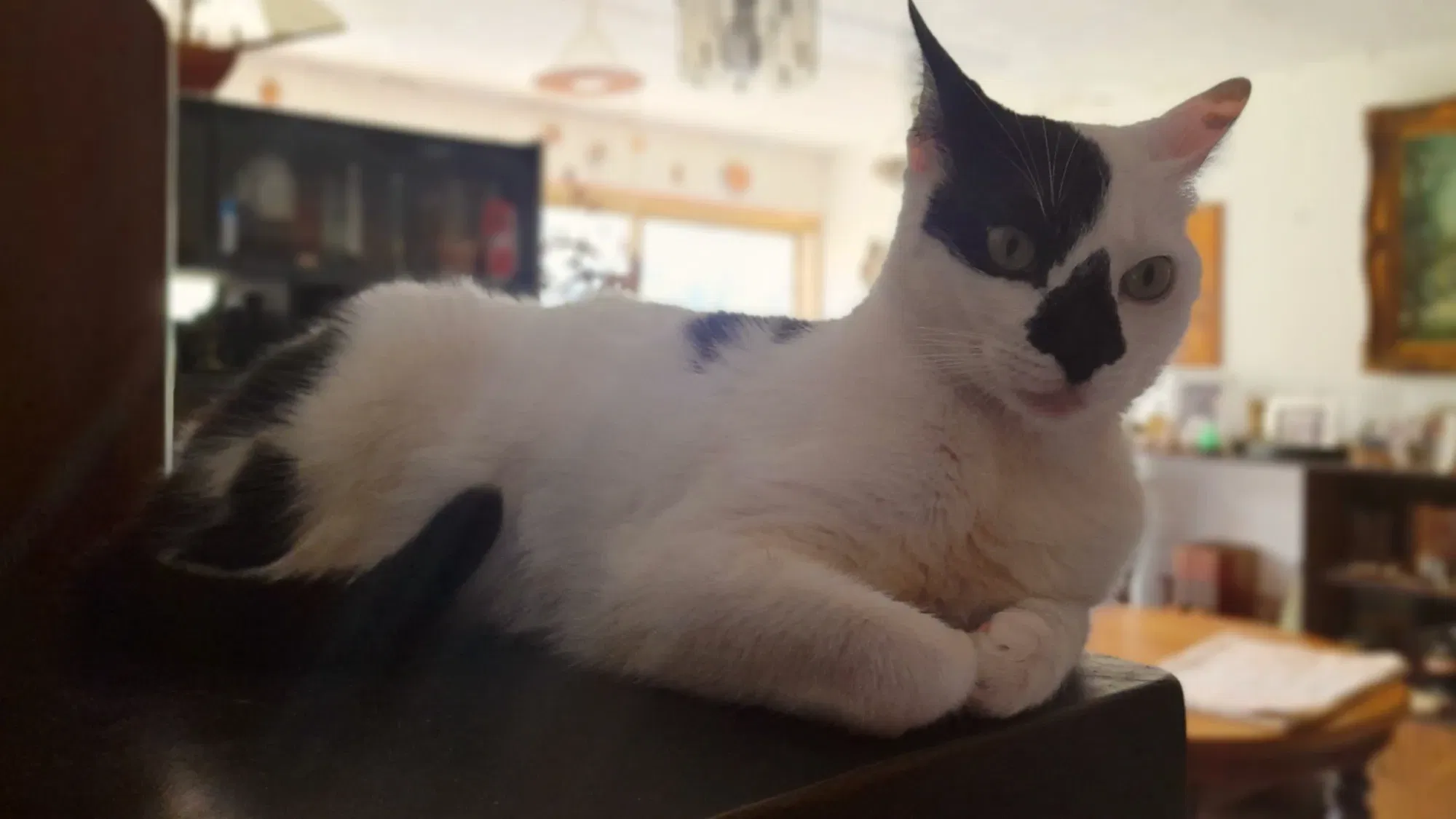 El gatito macho de la casa | The male cat of the house