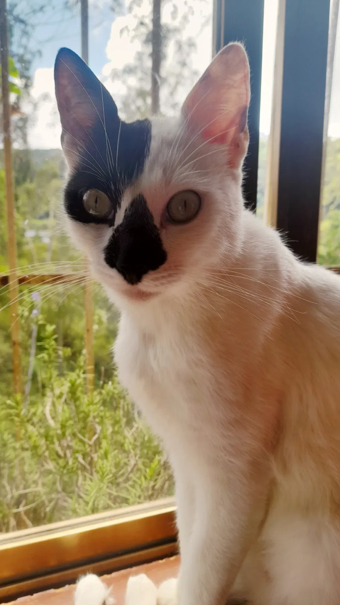 El gatito macho de la casa | The male cat of the house