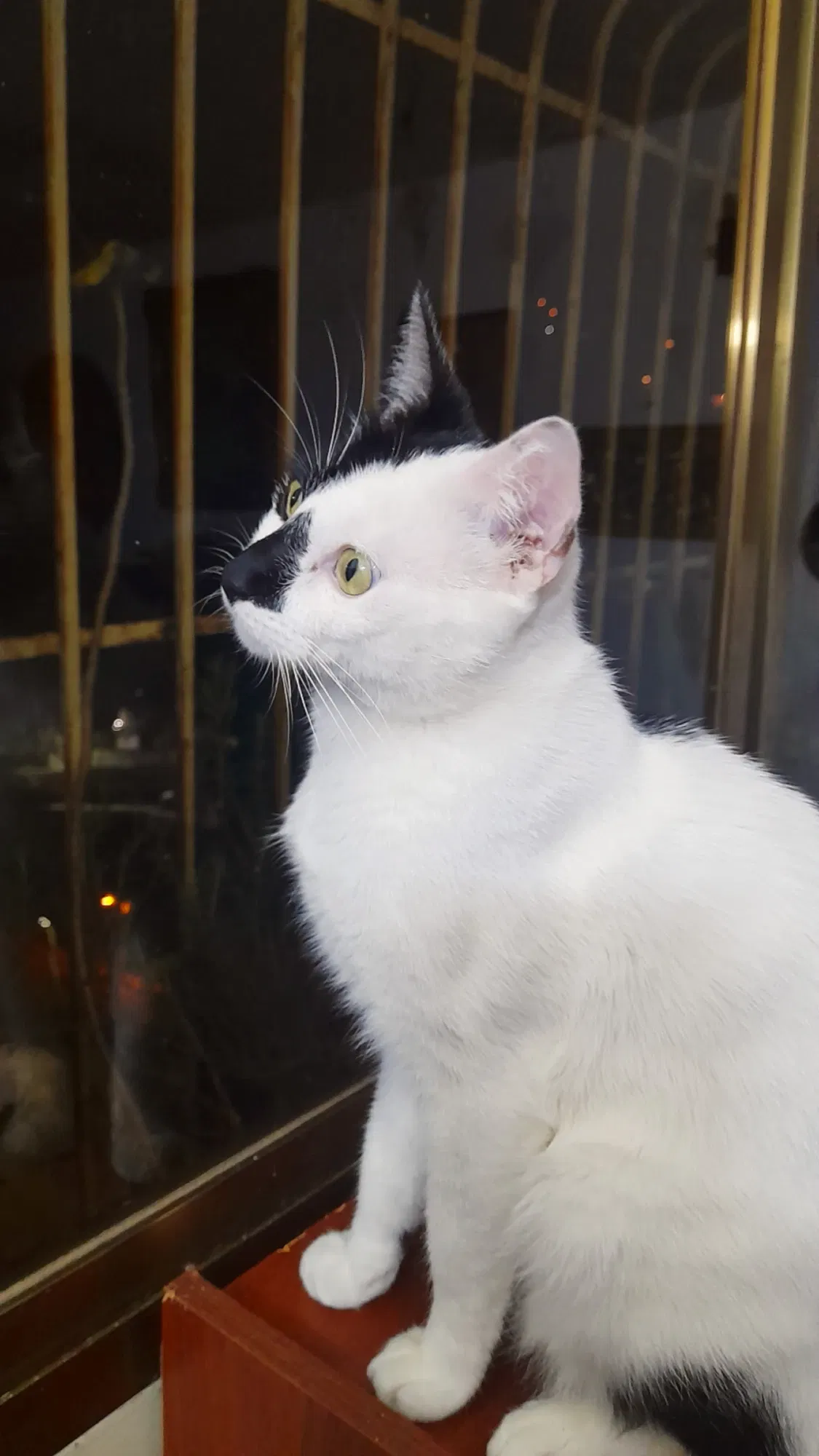 Año nuevo, gatos grandes | New year, big cats