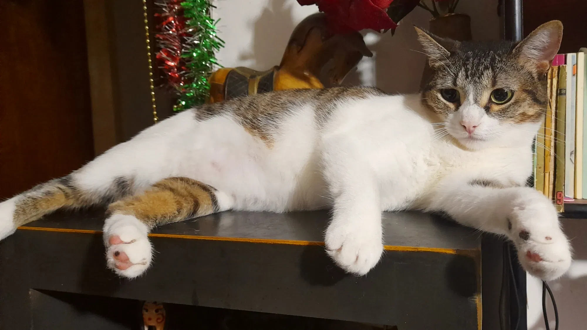 Los gatos más lindos | The cutest cats