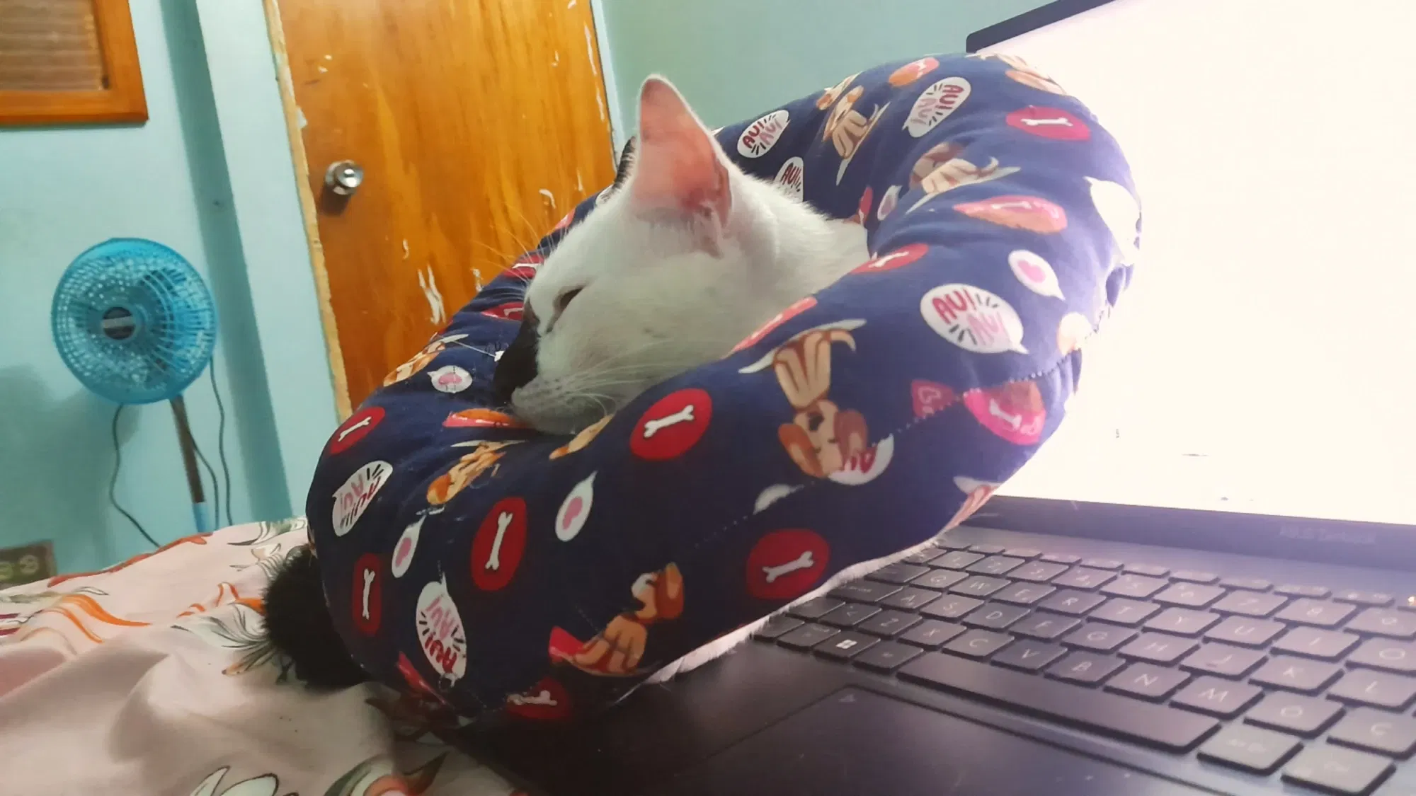 Tres gatos, el triple de amor | Three cats, triple the love