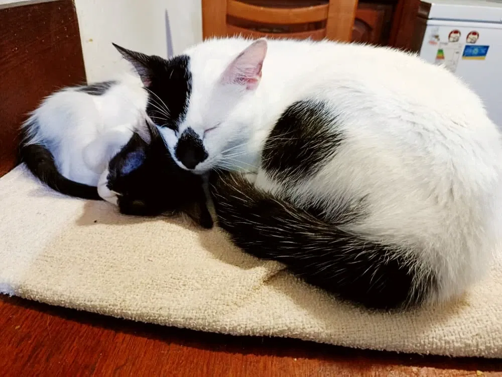 Tres gatos, el triple de amor | Three cats, triple the love