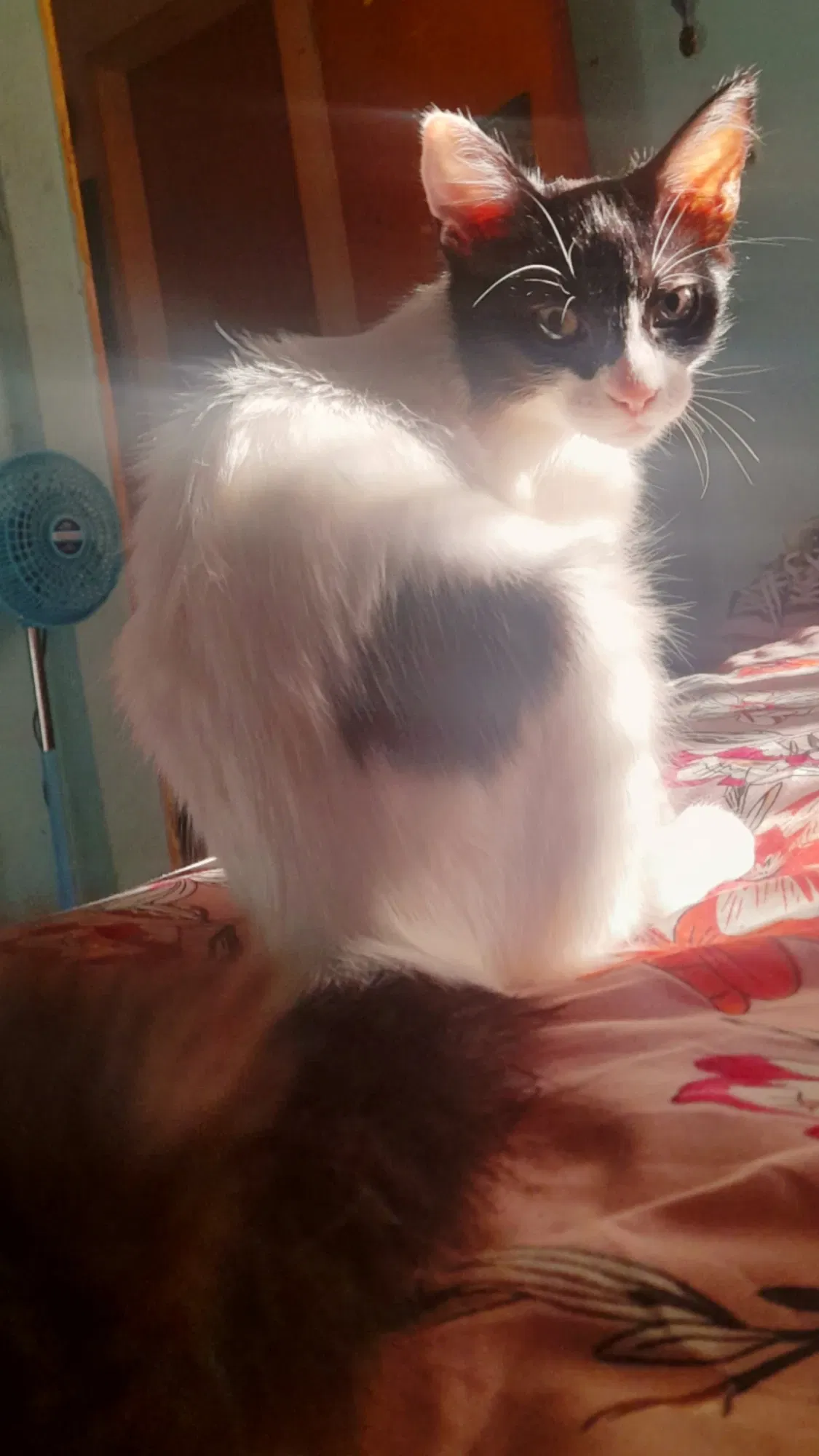 Mis grandes amores | My great loves