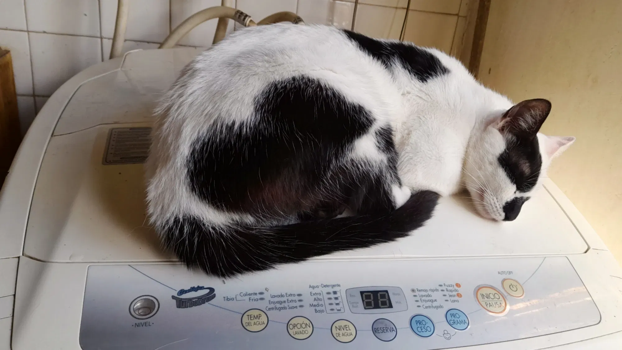 Mis gatos y sus cosas | My cats and their things