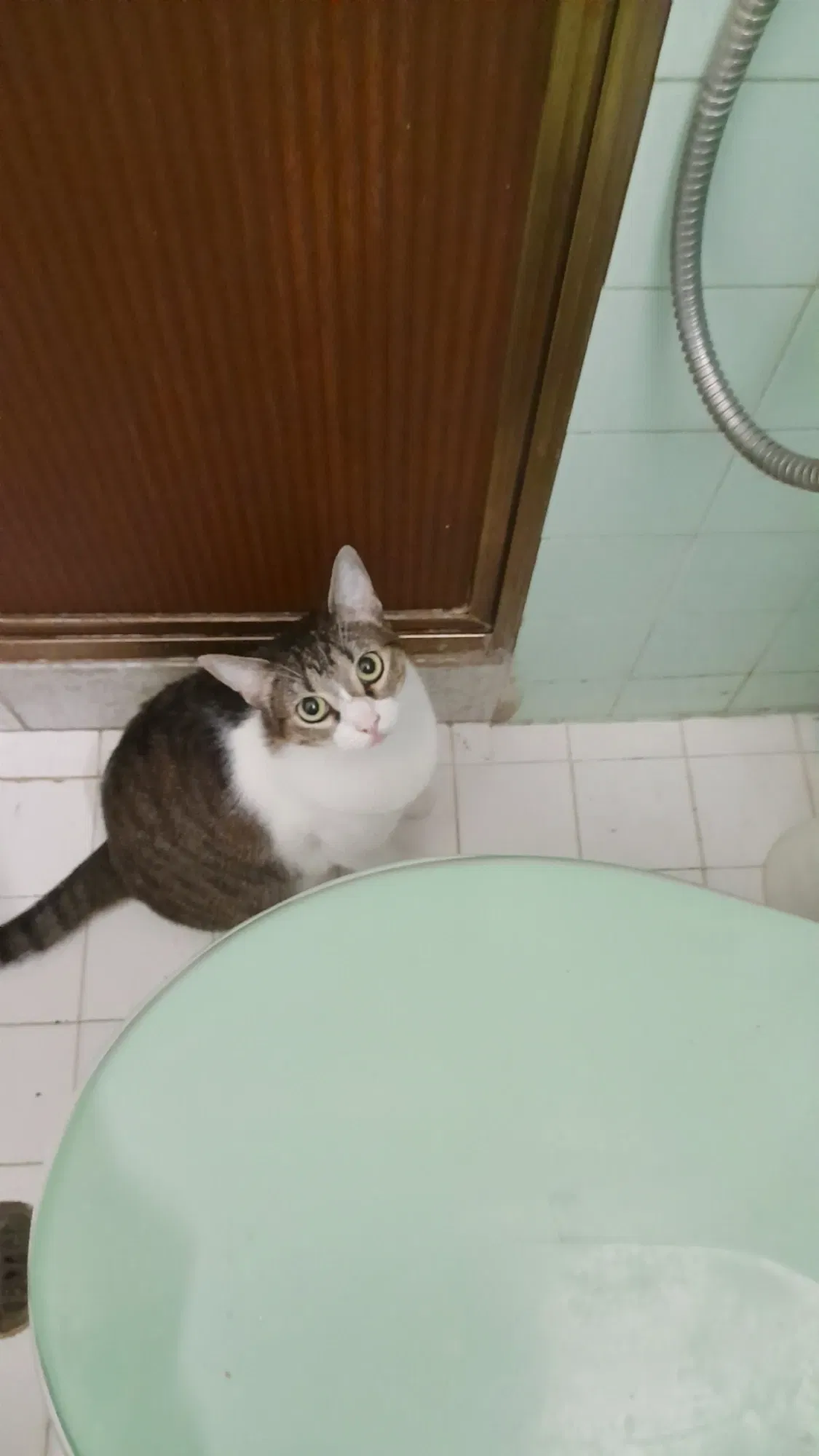 Mis gatos y sus cosas | My cats and their things