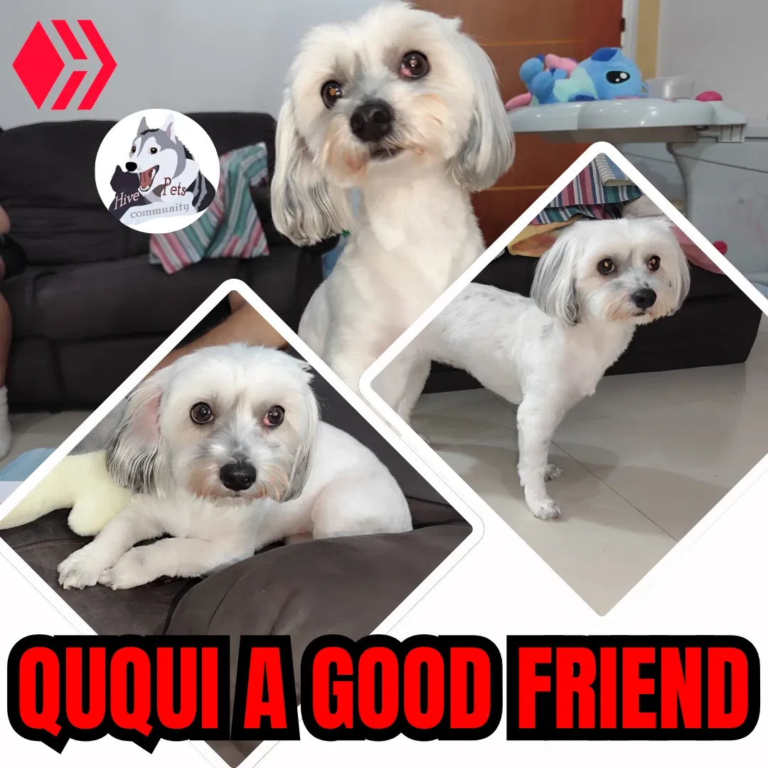 SYkkmX4s2mWvAamZ_1000287094.webp