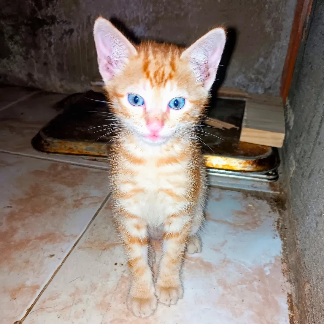 foIwiKvwJ4mgJYCT_1000304365.webp