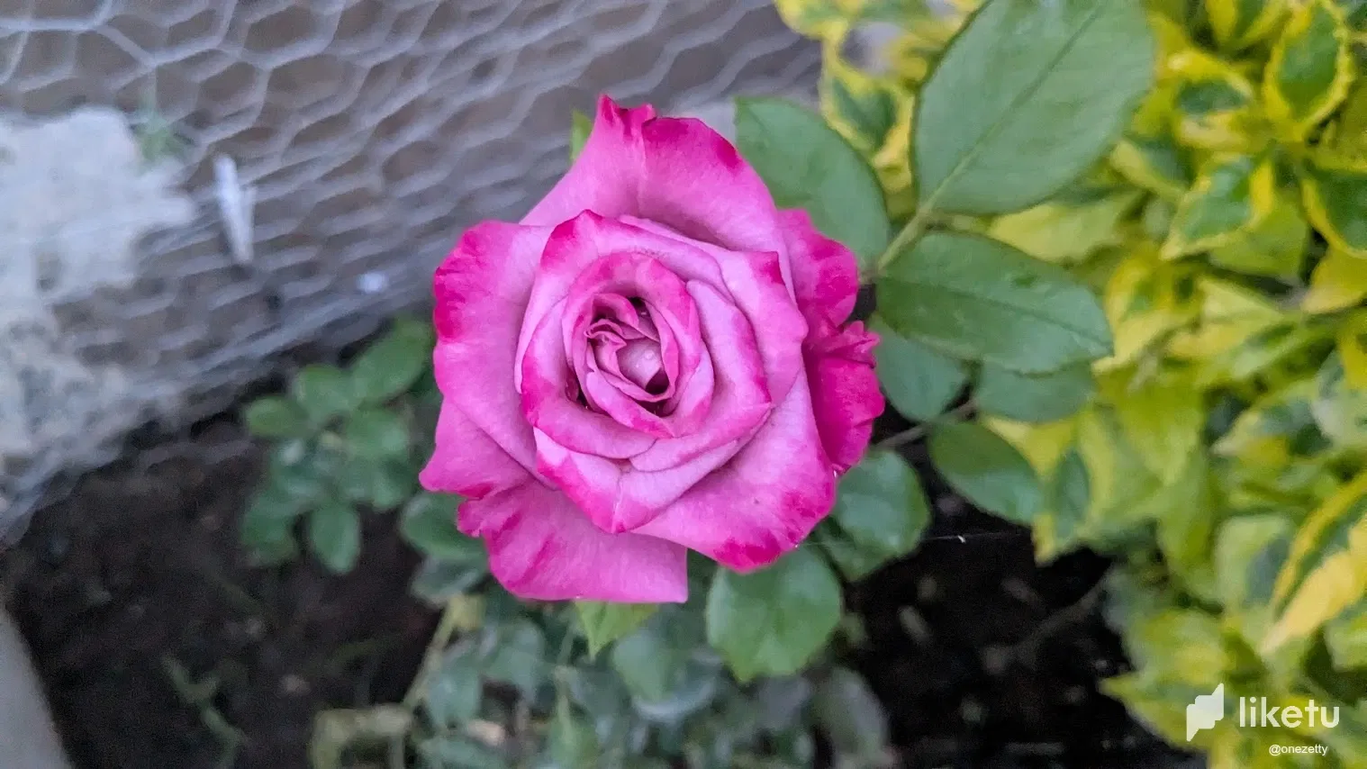 ¡Flores Urbanas!