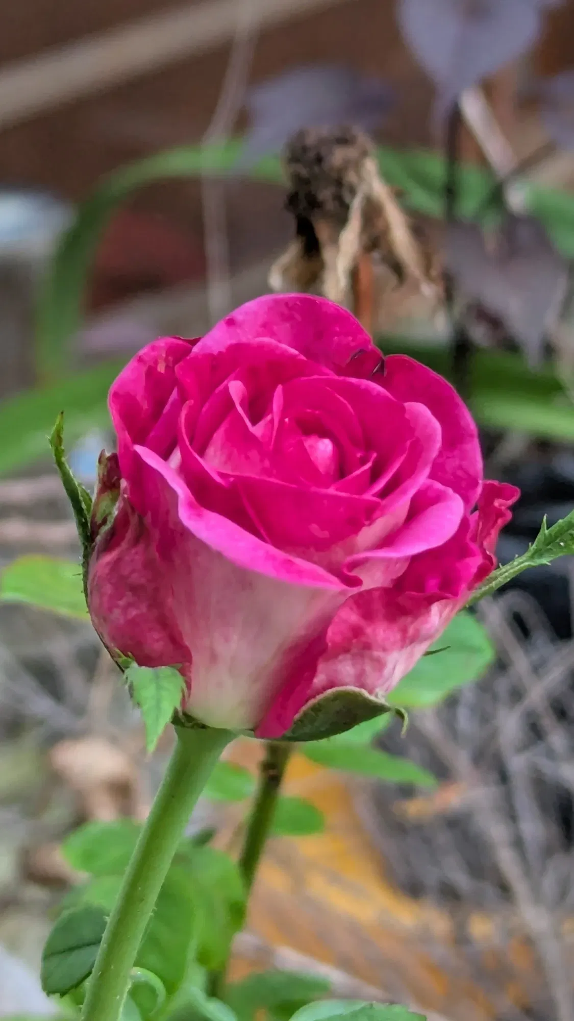 KAxPwp4H5OiTWv8T_5896.webp