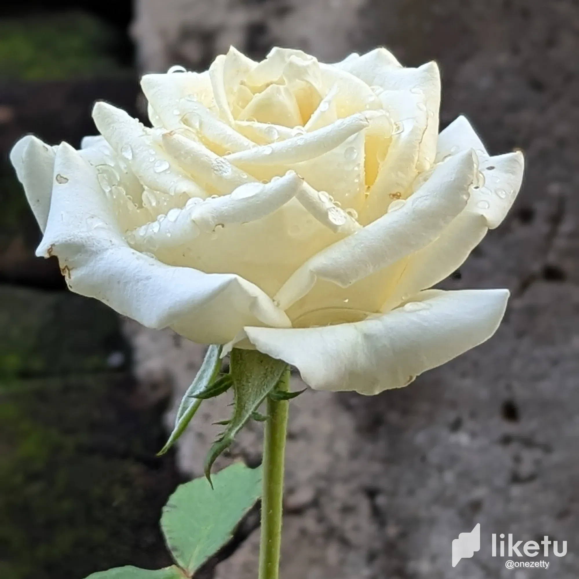 PWsfQNDh8Ff1Oqa0_PXL_20250918_132252836.PORTRAIT2.webp