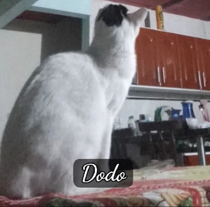 OxmgwJA2bKgDbplD_ddo.webp