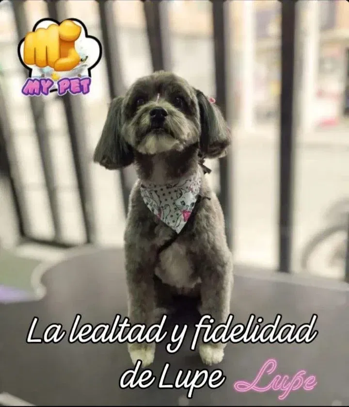 clwogc4y500r680szcwx941us_lupertina.webp