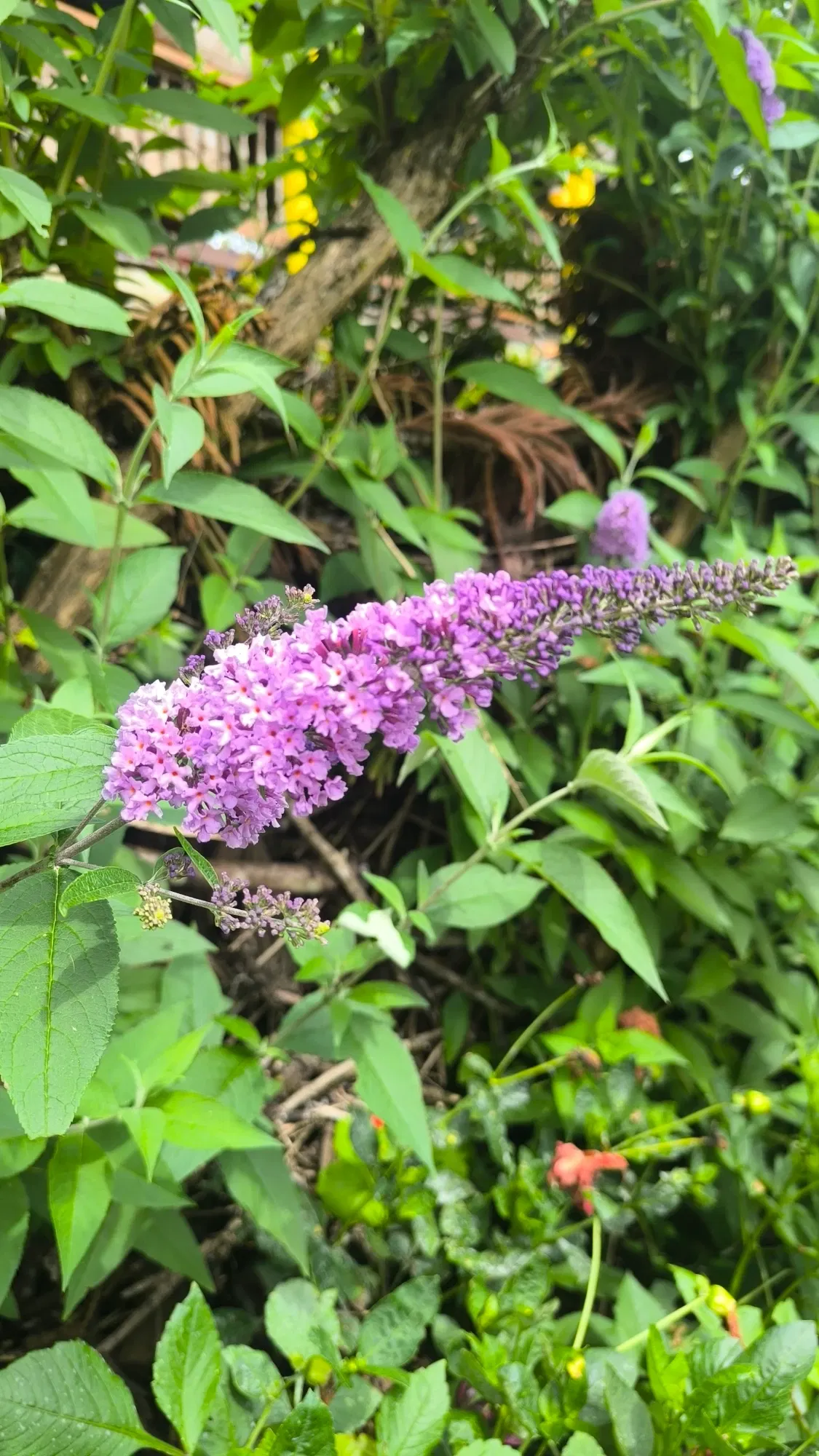 46EFqCCDEIIi88vL_1001032048.webp