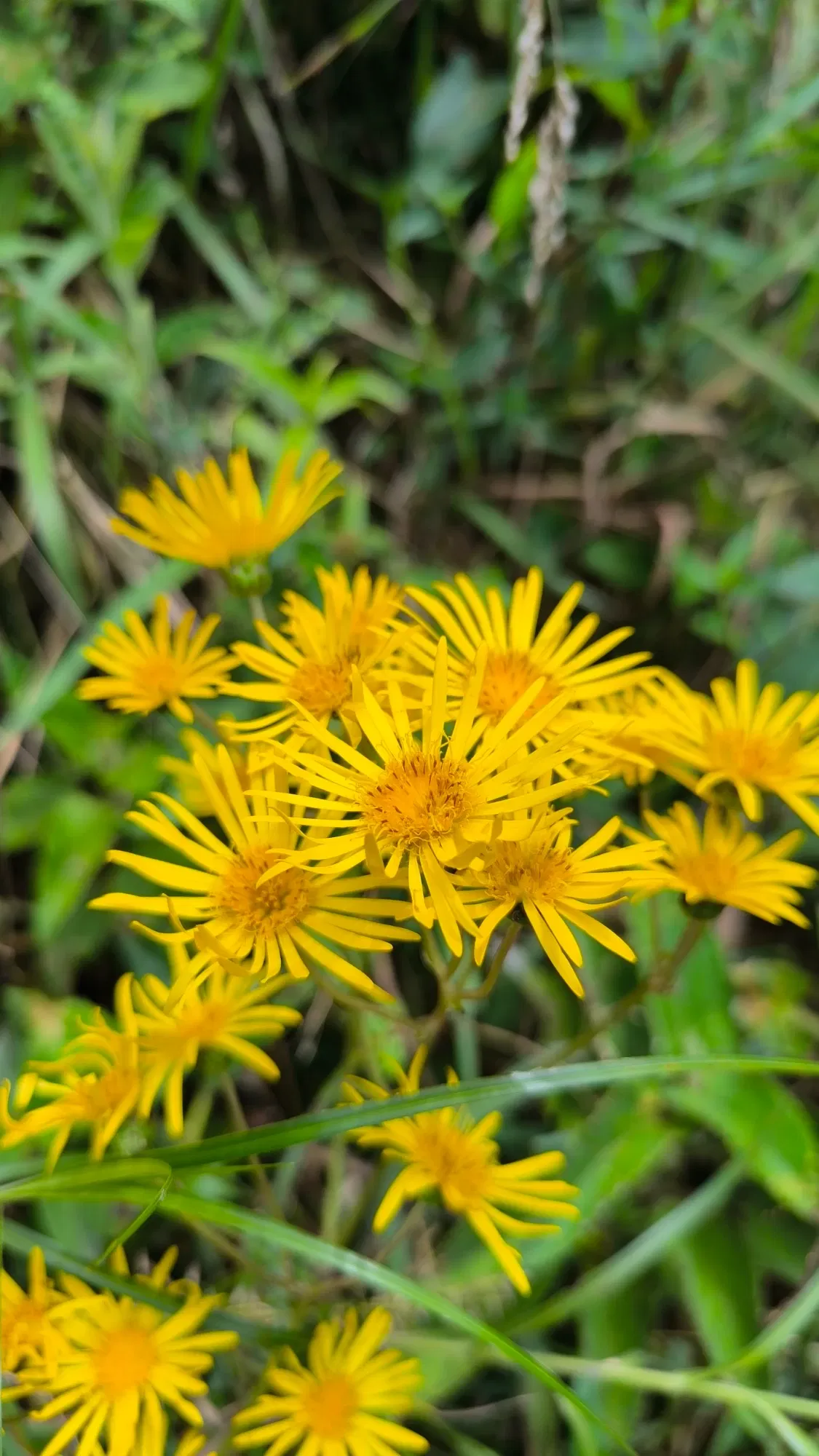 A2D1Osxdfq7bUJJD_1001181967.webp