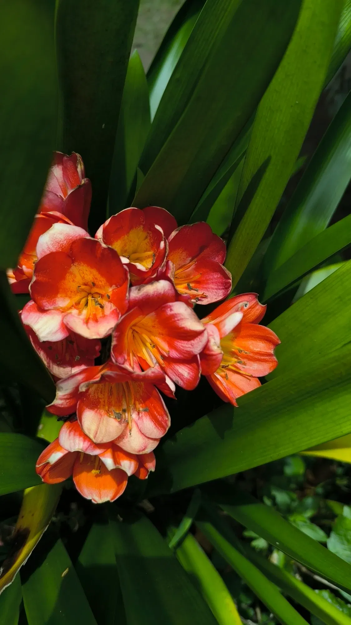 8PhfiF4PuJ…
Payout: 0.000 HBDFlores de medellin ( Esp/ Engl)
2025-08-06 18:14<liketuimages> <center> ![HrvP7Q2GBogDXUg2_1001031976.webp