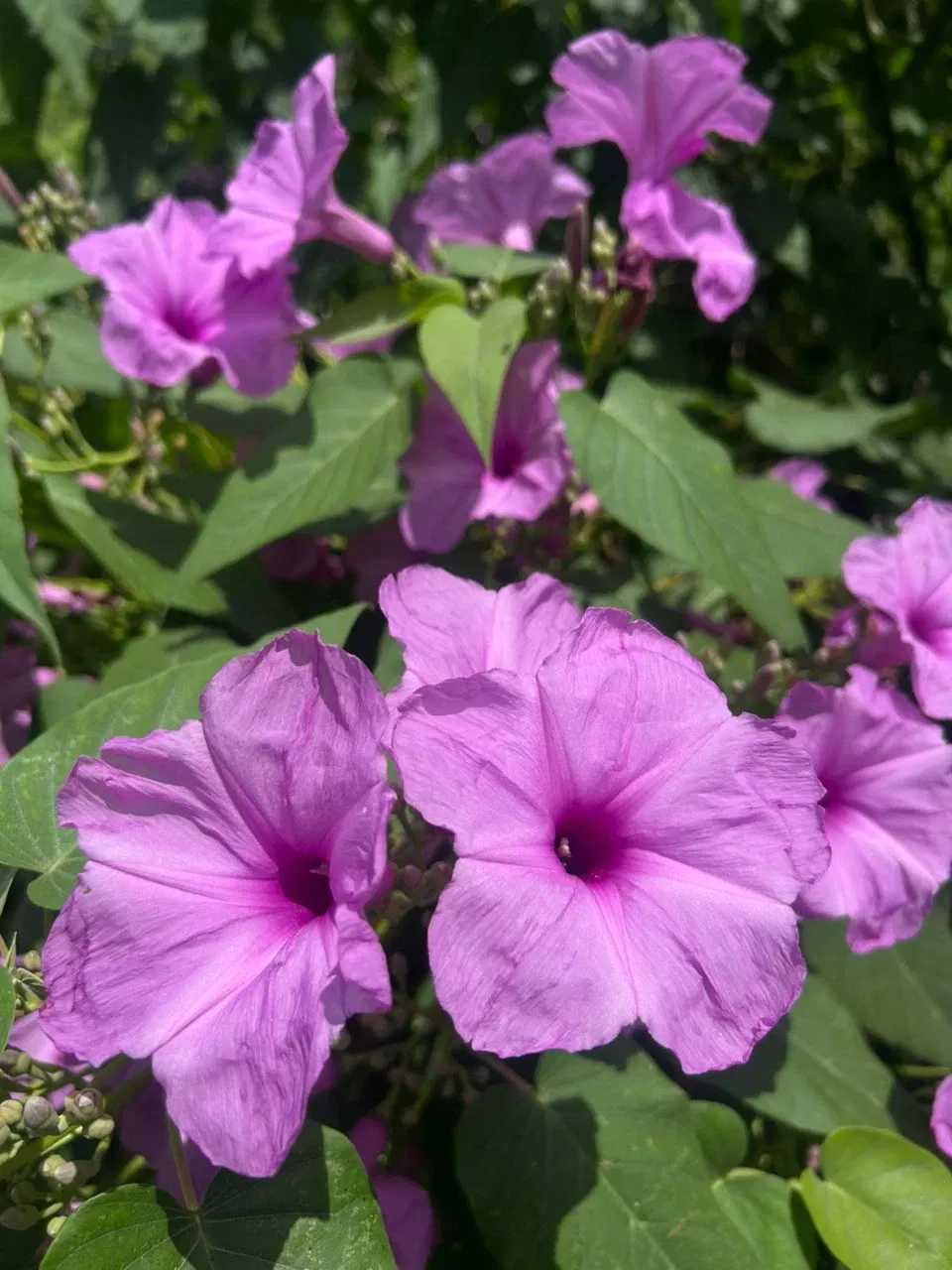 W60oelVoJmPloF2b_1000696508.webp