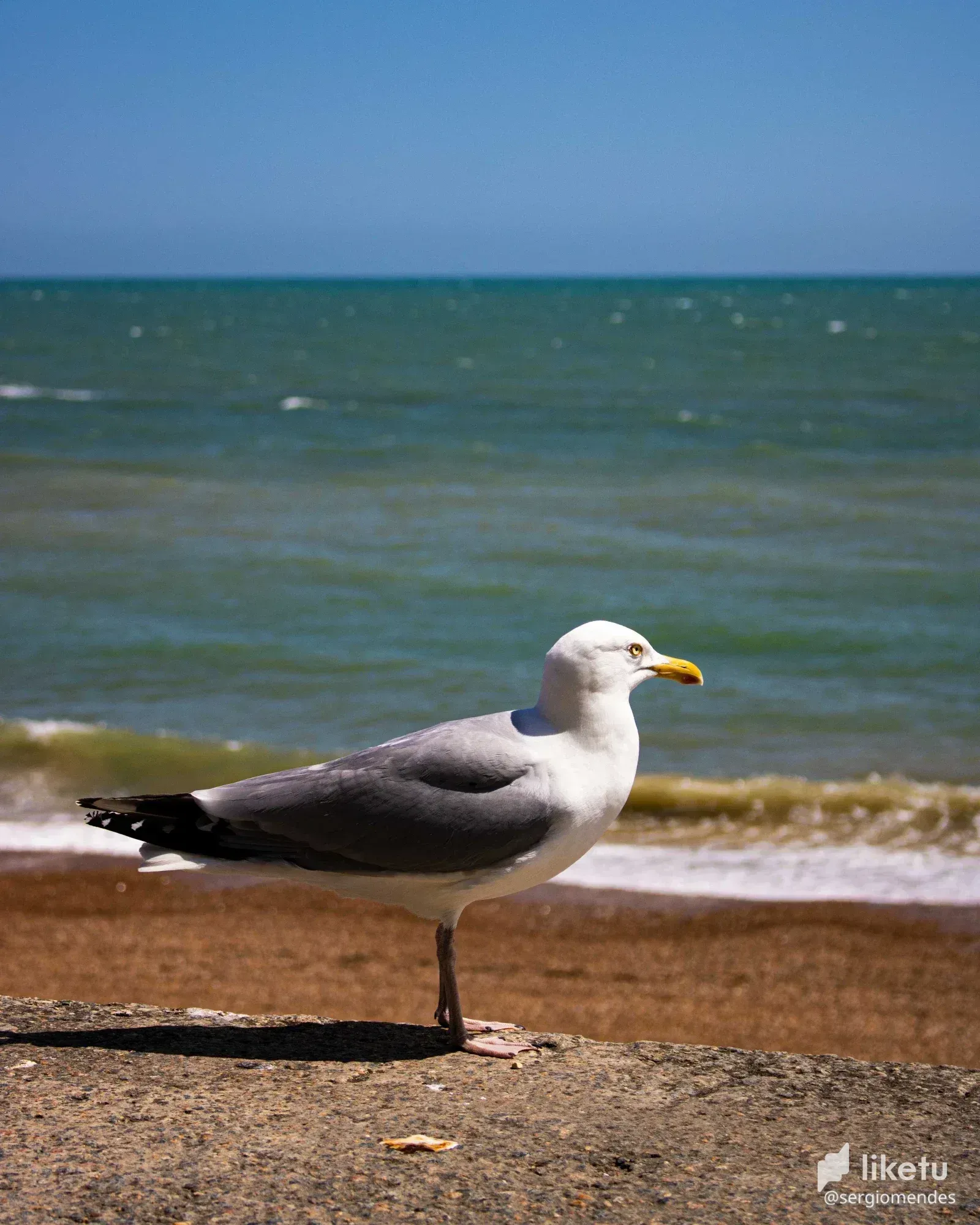 cl8hv8a6e01lt1skc6ydo37az_Birds_take_over_1_the_original_small.webp