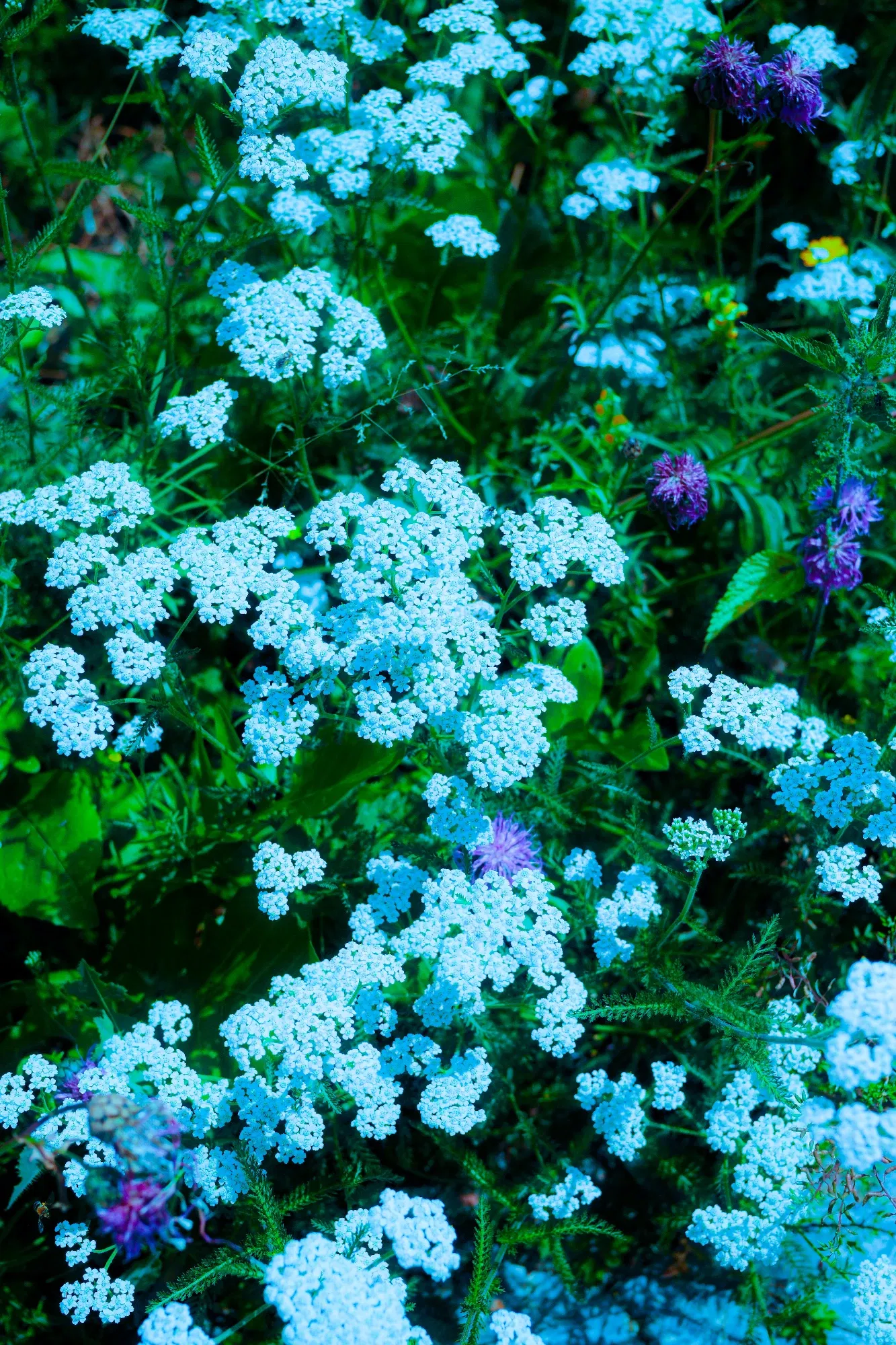 A Day in Nature: Capturing Trees, Flowers, and the Earth"