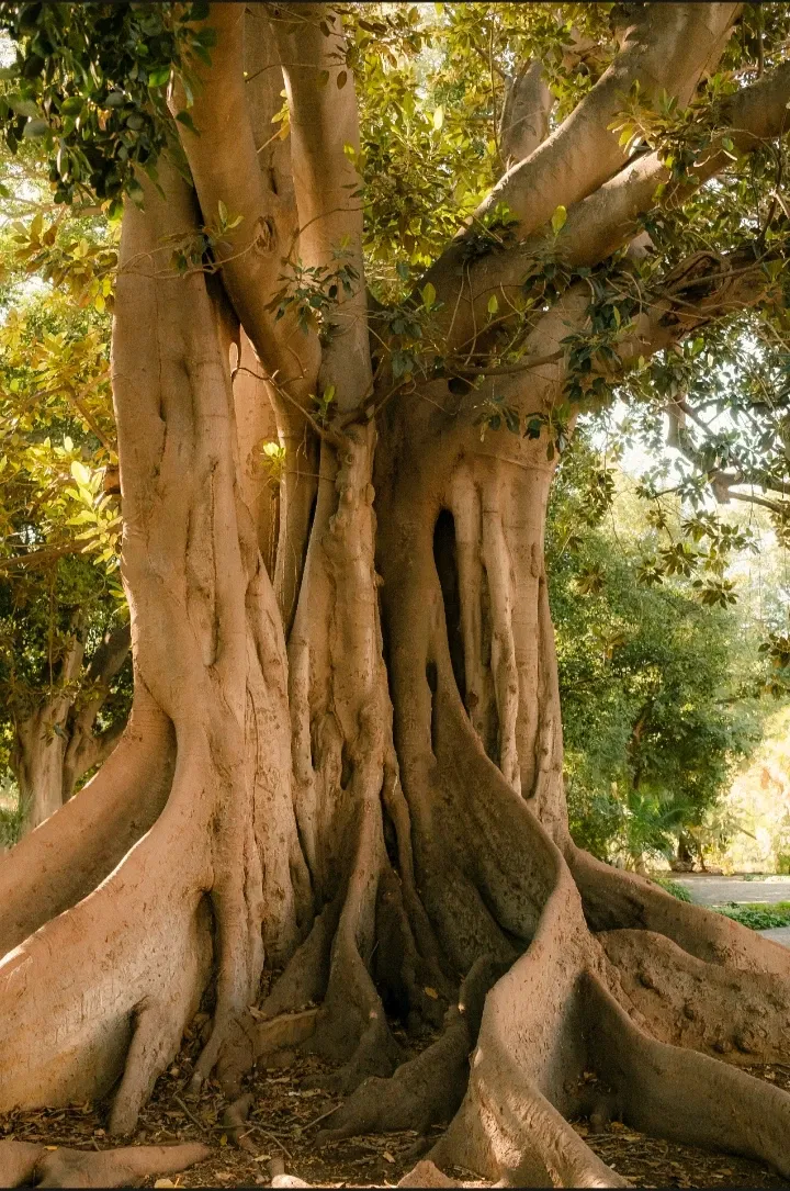 A Day in Nature: Capturing Trees, Flowers, and the Earth"
