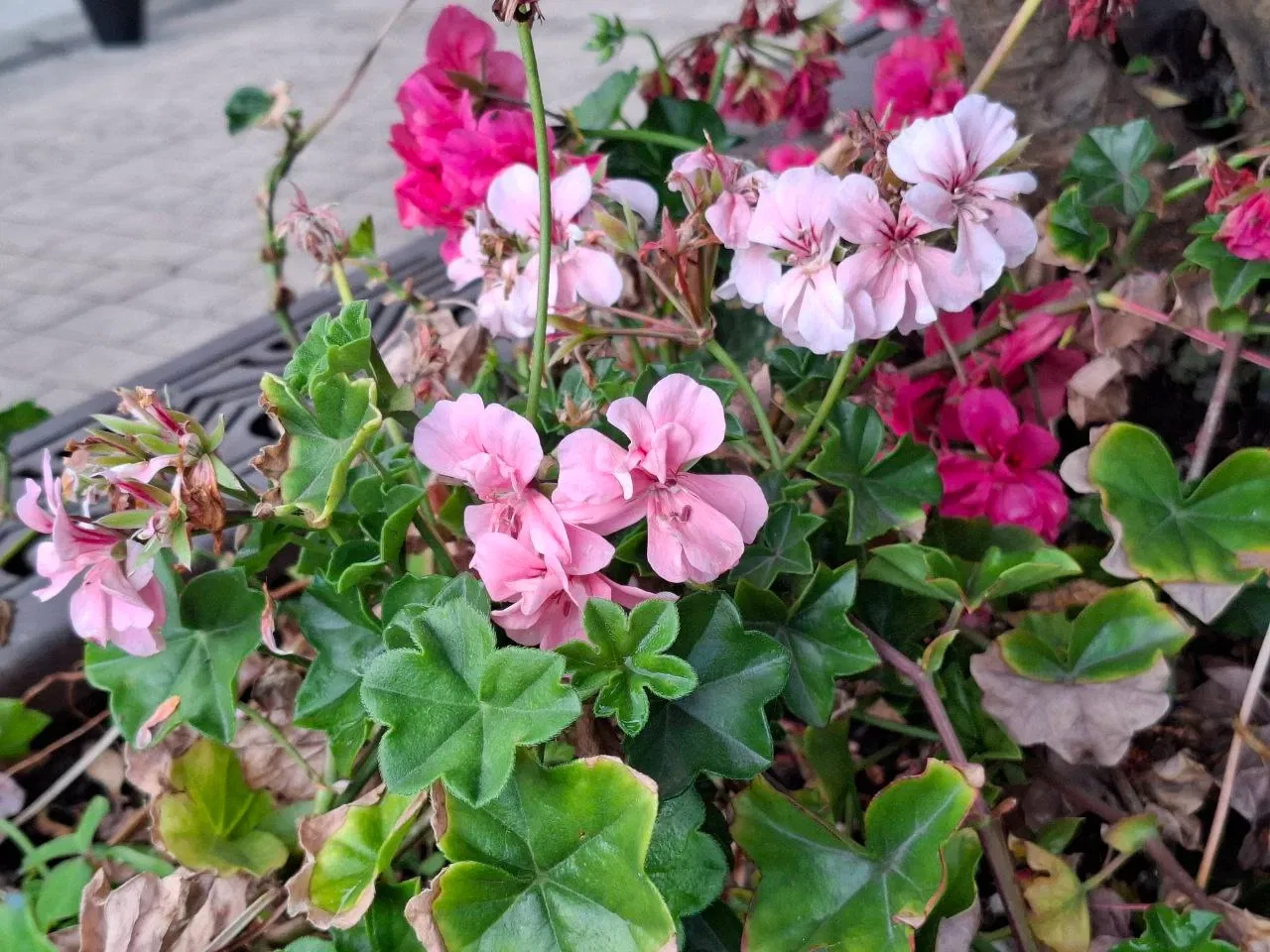 RglthhPgjnq5hMT4_photo_5078266707301829533_y.webp