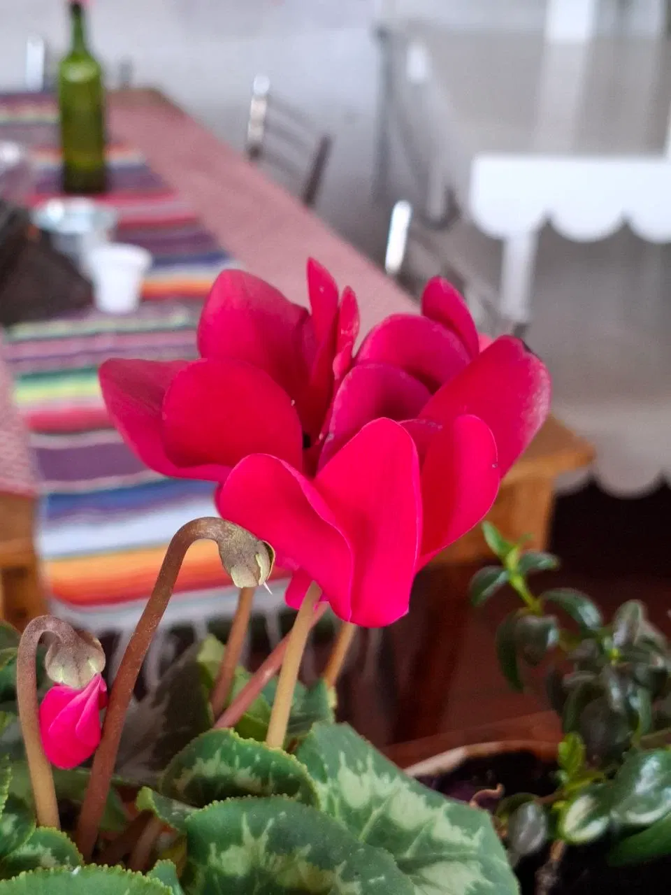 fZQlHsHt6x1lnNli_photo_5019370546617495103_y.webp