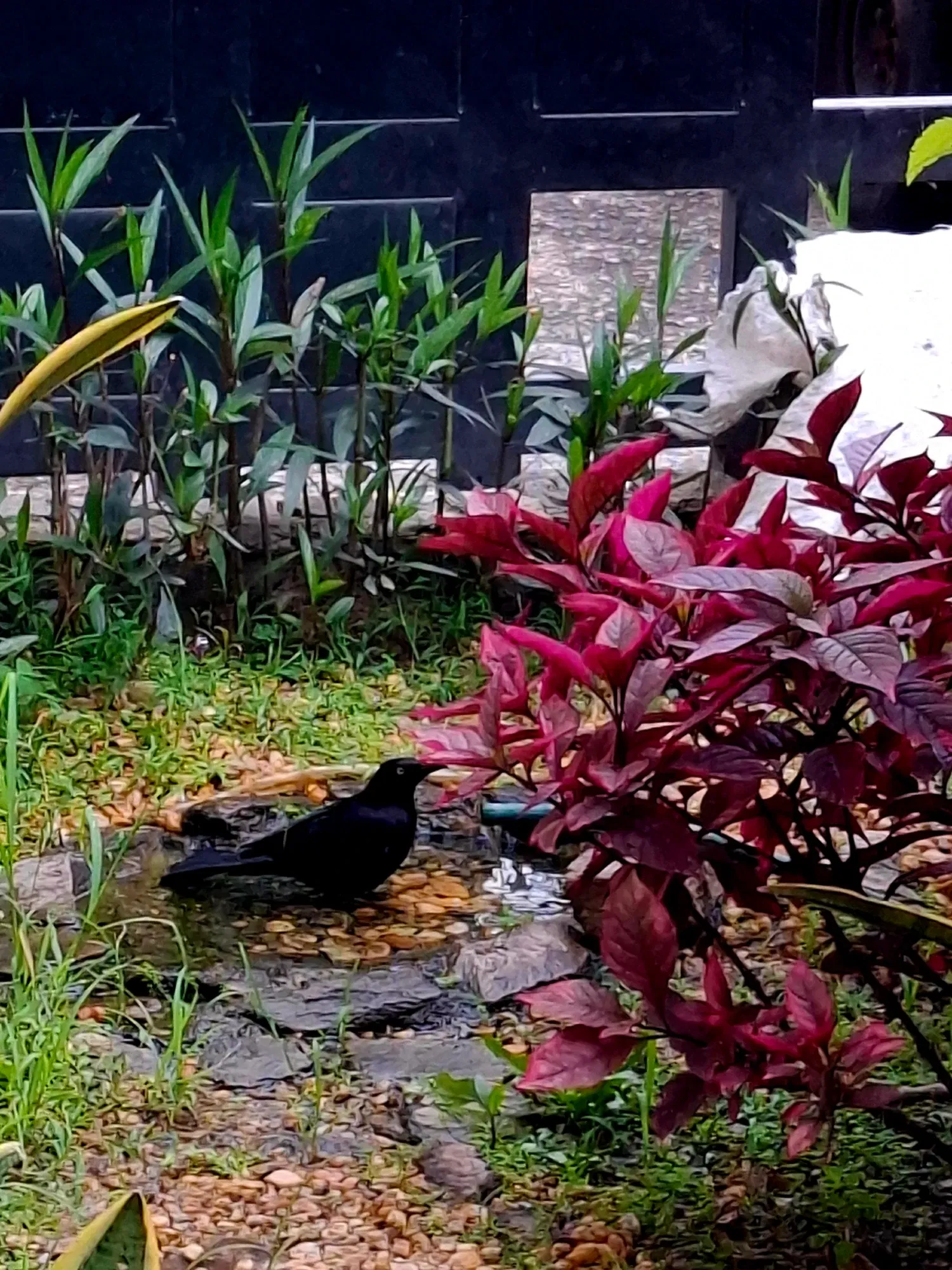 Vida bajo la lluvia 🌧🐦