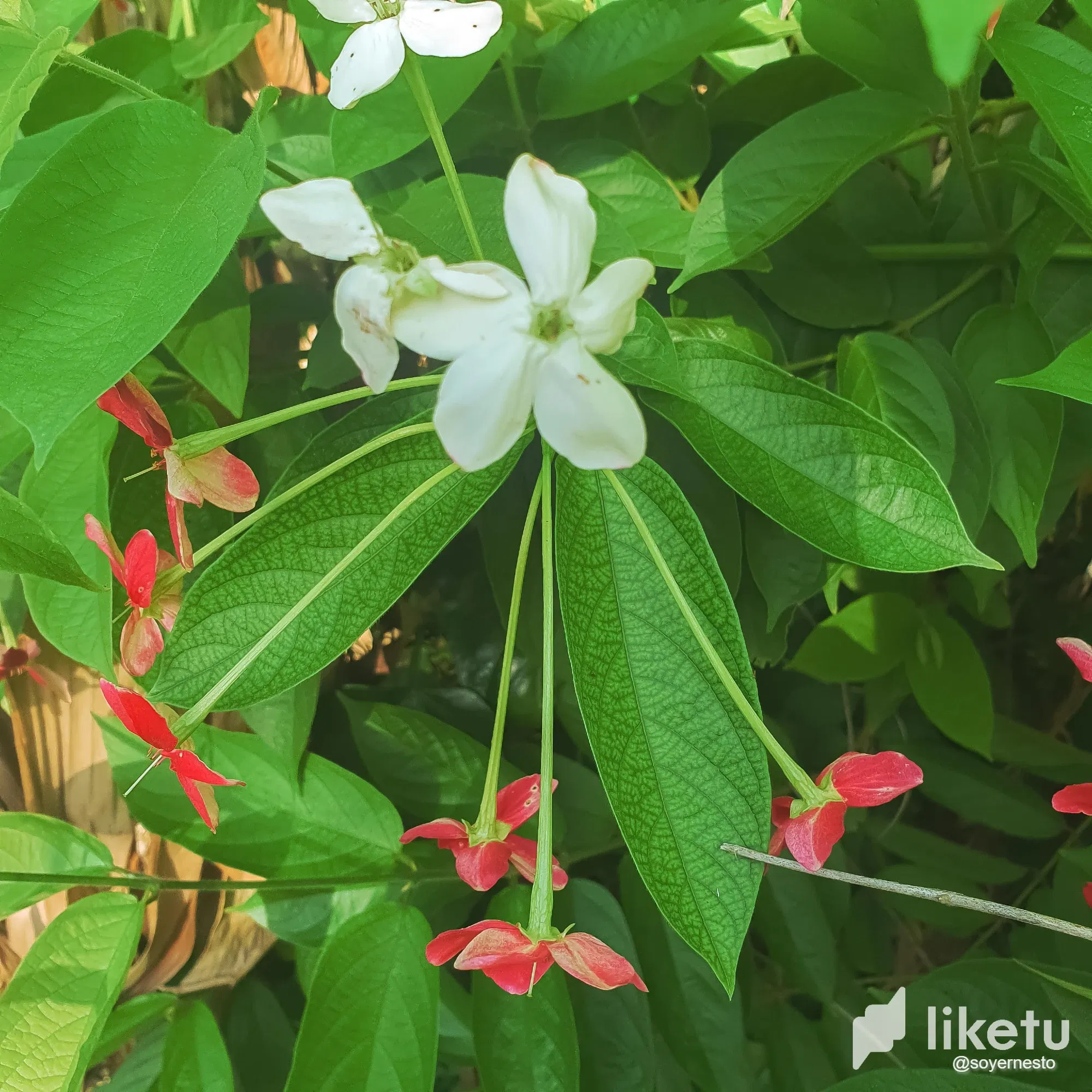 Quisqualis - El Instante [ESP/ENG]