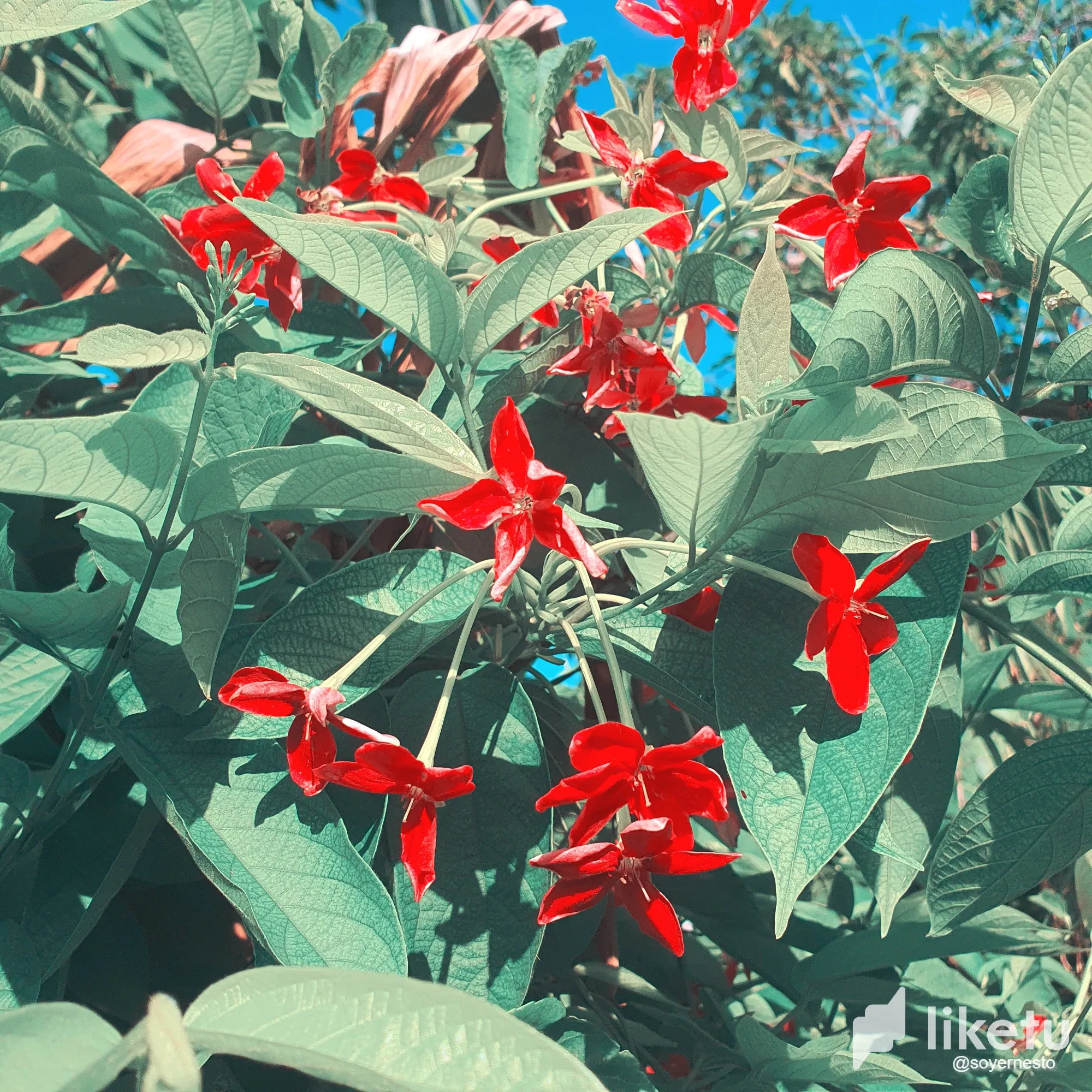 Quisqualis - El Instante [ESP/ENG]