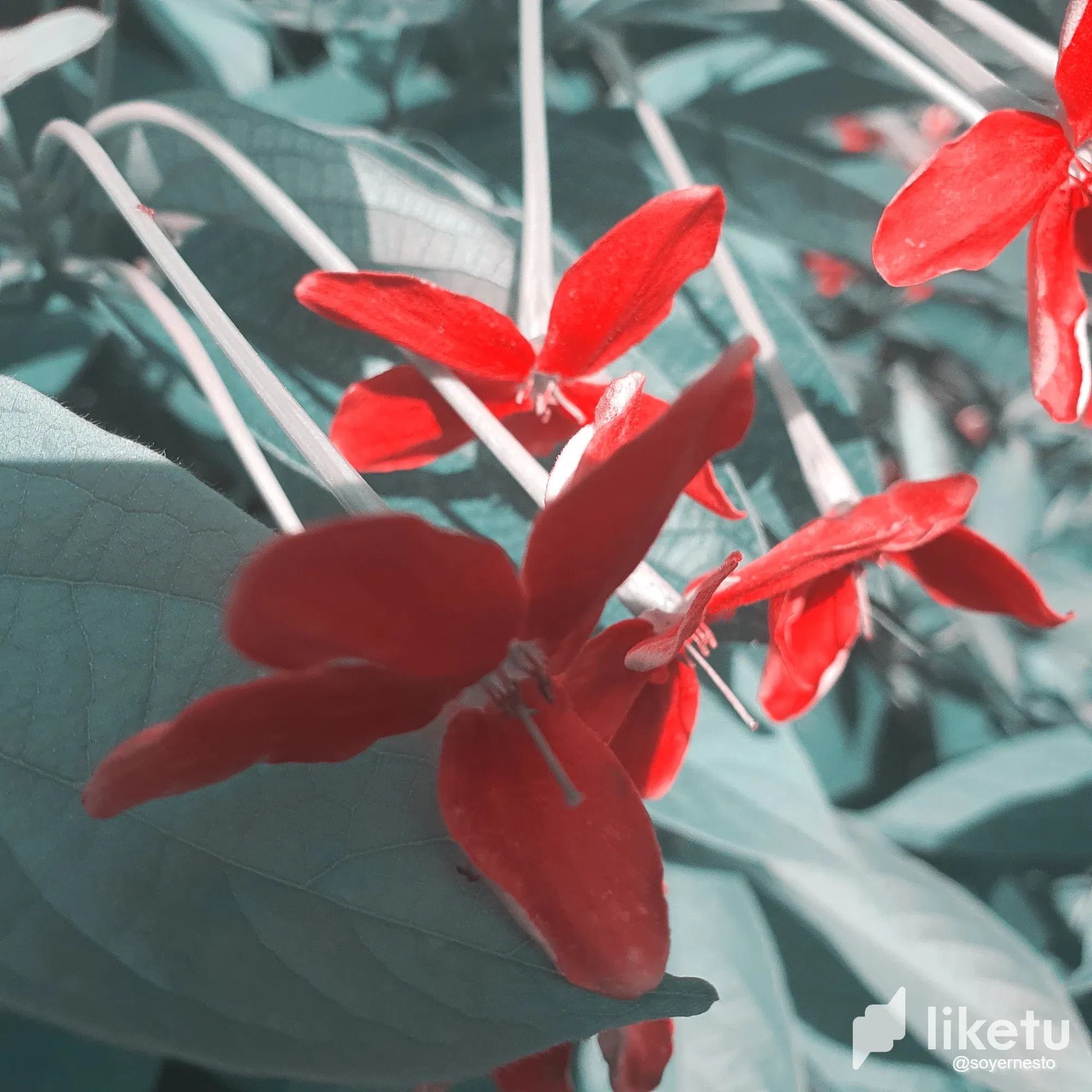 Quisqualis - El Instante [ESP/ENG]