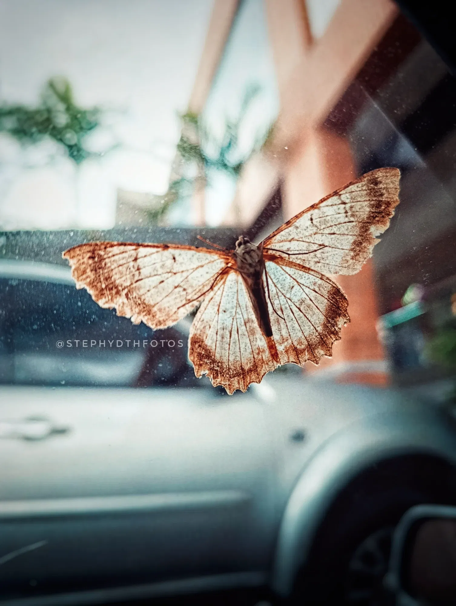 P8LJ6c9LK2…
Payout: 0.000 HBDMetamorfosis / Metamorphosis
2025-06-13 23:15<liketuimages> <center> ![ZDrDsYTufpWWVQIp_1000238319.webp