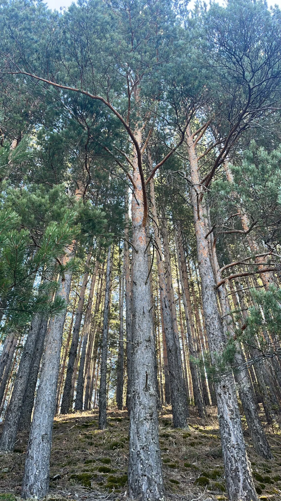 PIt2eObyymxcpRup_0785FCFD-19BC-4402-A4D3-FE62CB4E4F6A.png