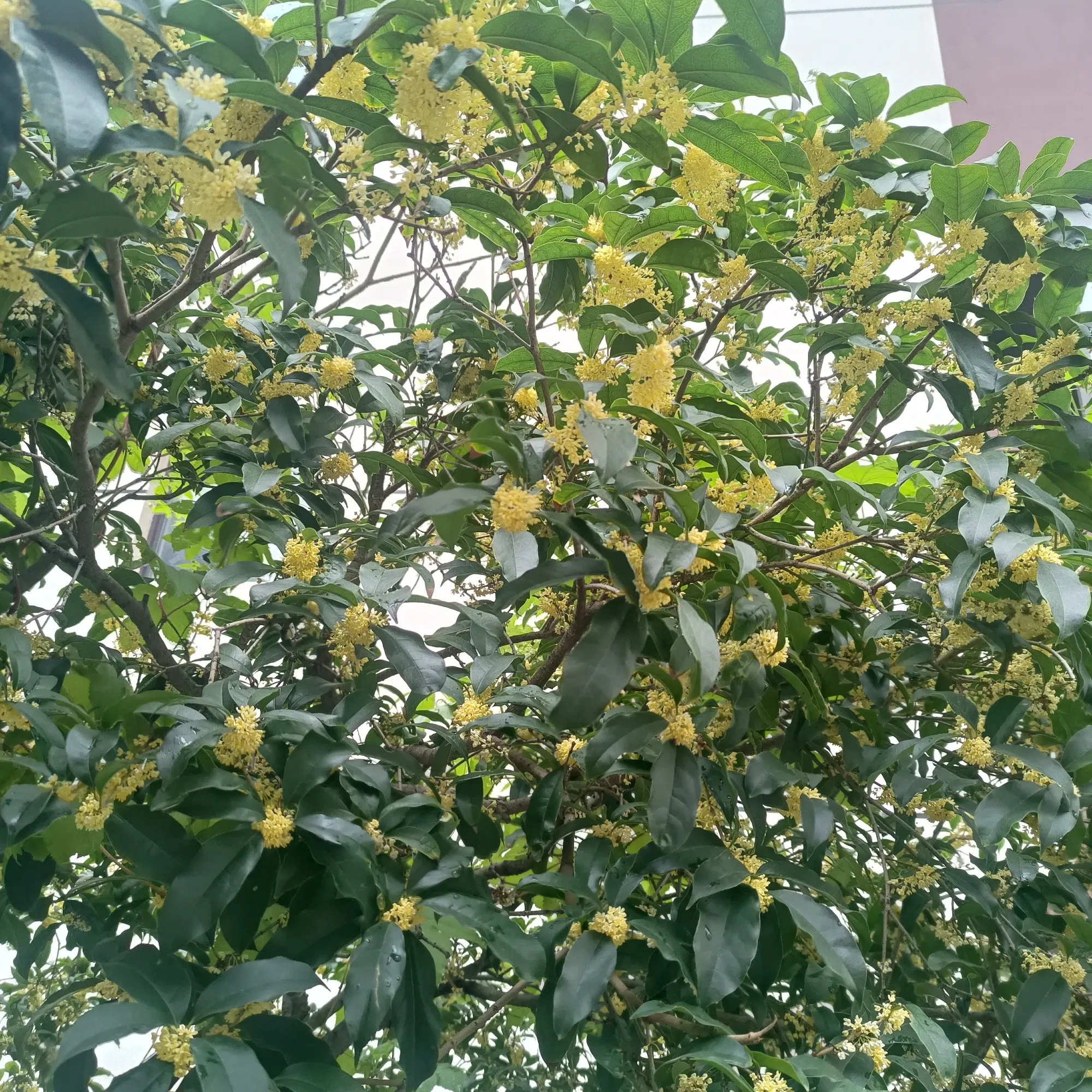 UFAkVjgSCGzraK5M_IMG20250928090820.webp