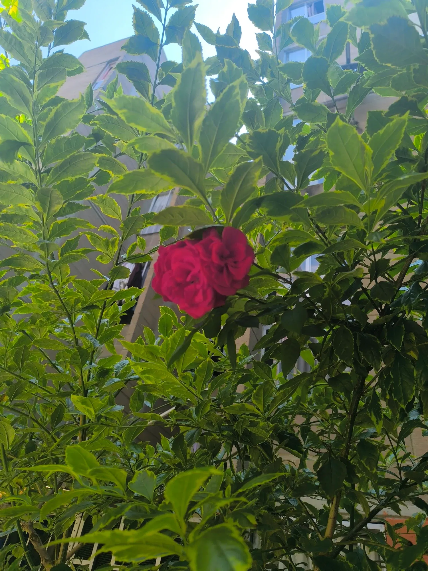 dZMDVKoUaWaRF6tA_1000071271.webp