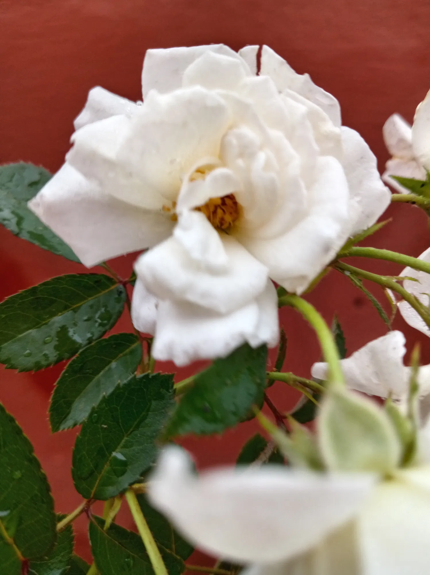 px99b6wQD01ZTAL2_1000035530.jpg