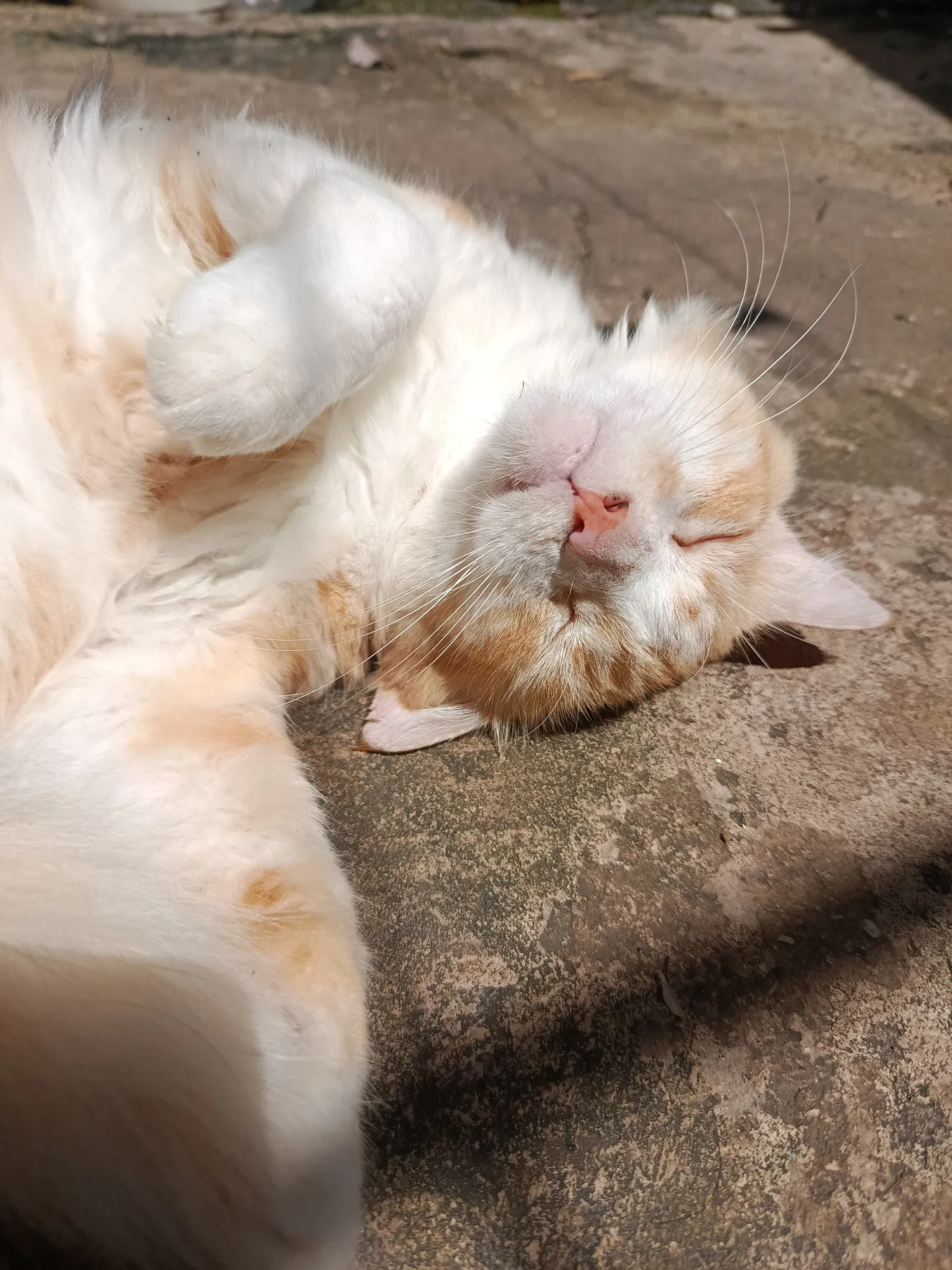 Sunny Sleepy Cat