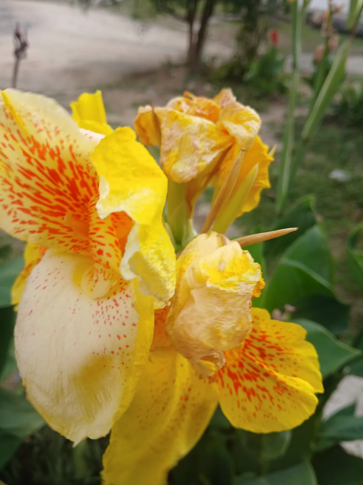 JxnrKo3LZSLui2XN_1000534306.webp