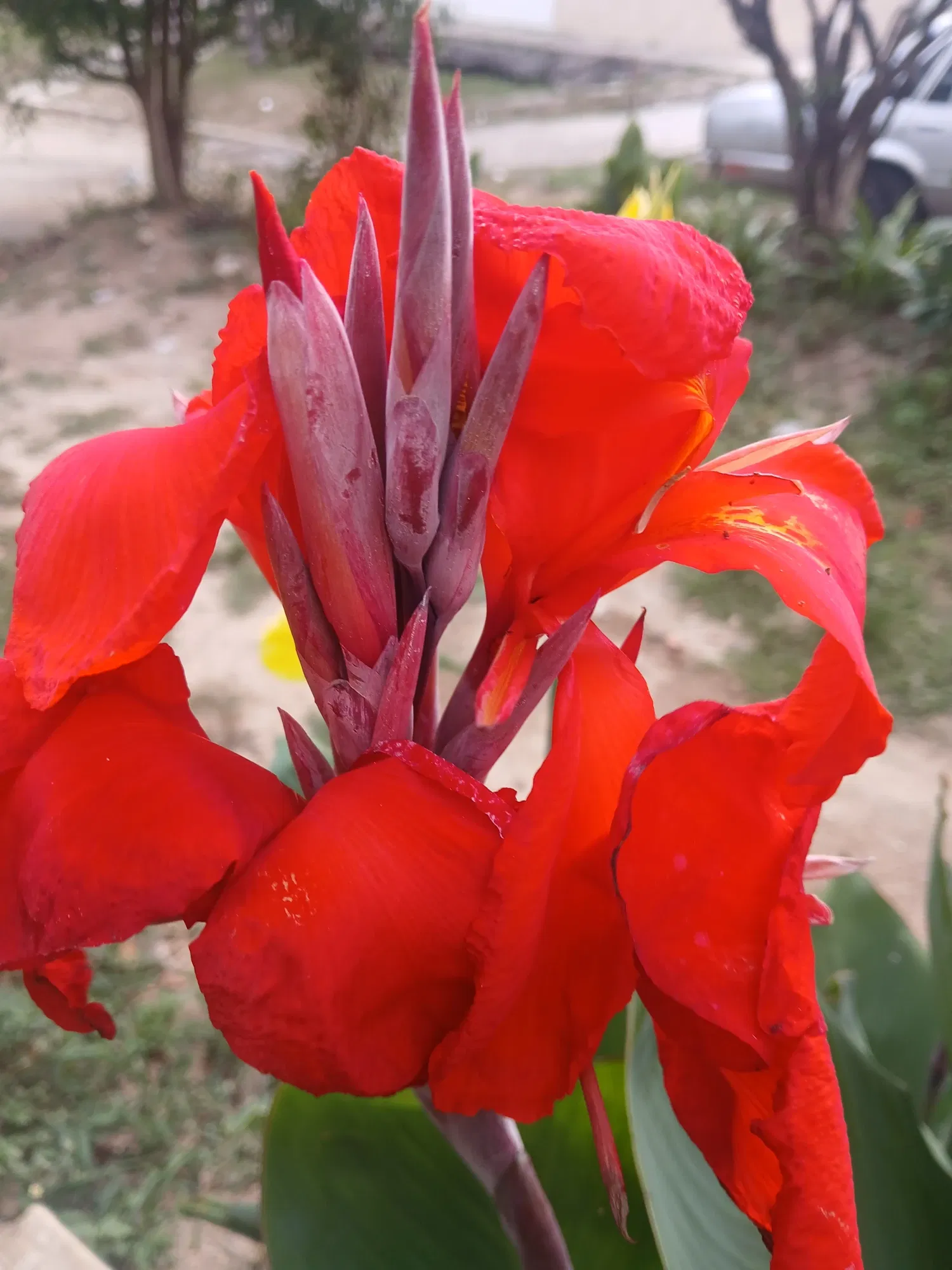 RLGqwEyVWaeUdpkk_1000534314.webp