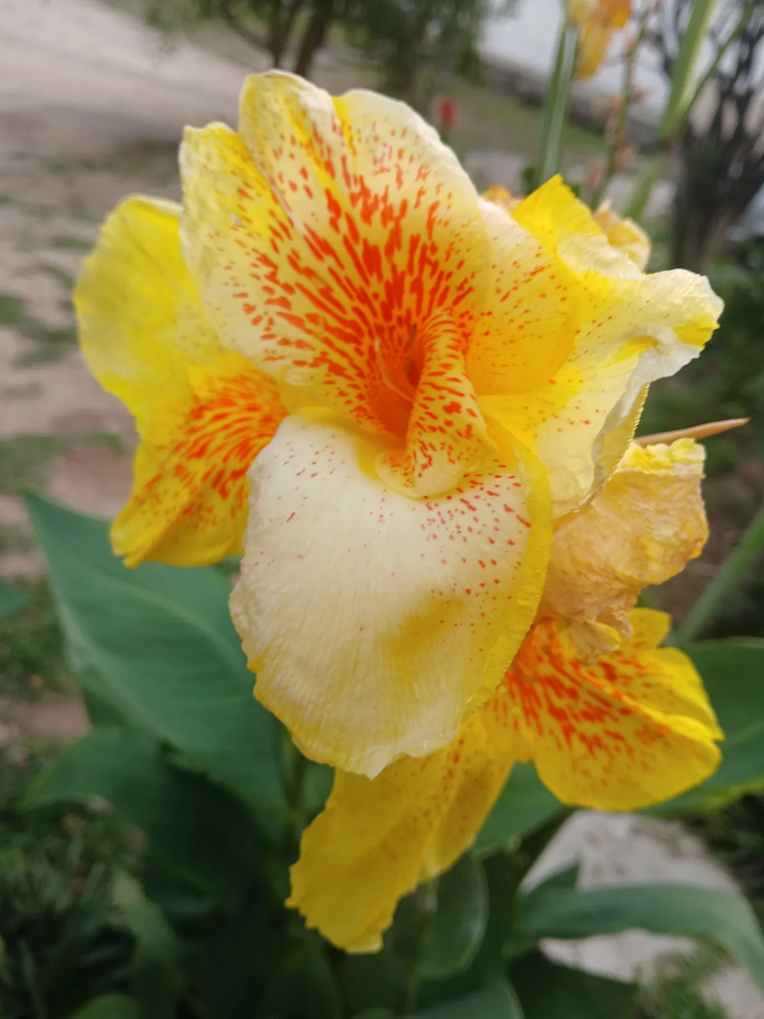 hK4fFv1FL4jmSDVh_1000534310.webp