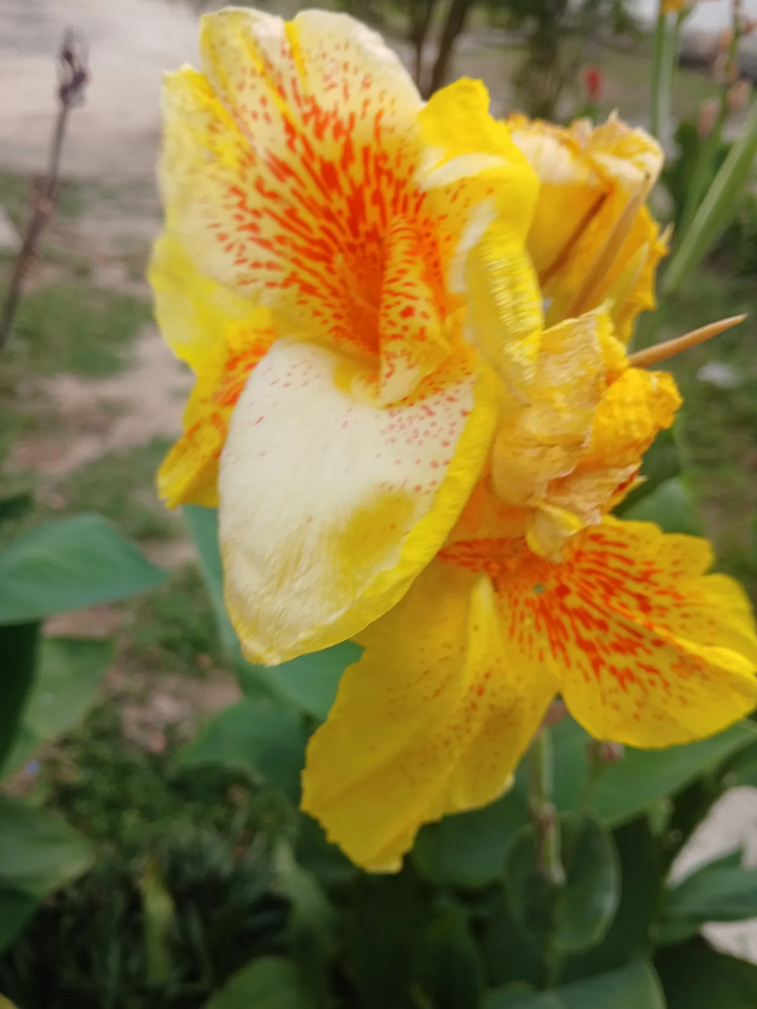 vaCOrp7DNd6DfscK_1000534307.webp