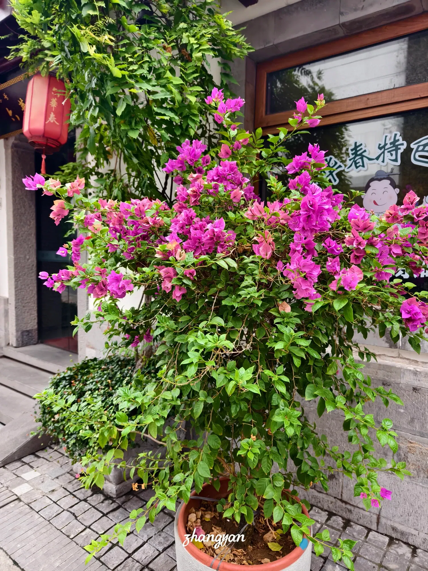 tvIpv6s…
Payout: 8.769 HBD眼镜框又坏了!
2025-09-10 07:30<liketuimages> <center> ![mpqY5c2QvNvWvr0u_1000041596.webp