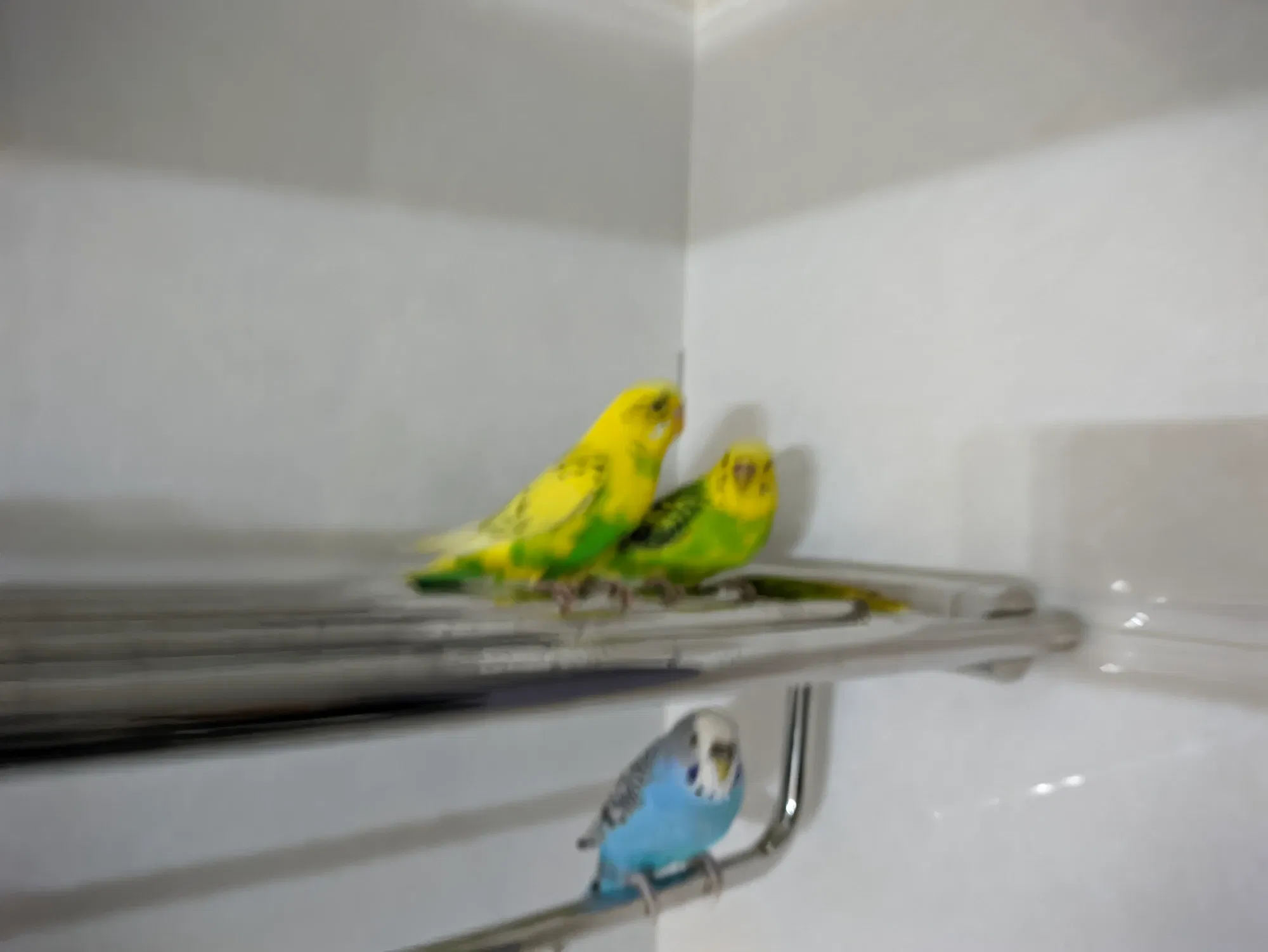 Z6BNhNj0Evjihxnw_1000121573.webp